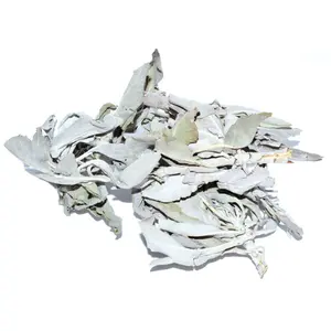 White Sage 1oz (Salvia Apiana)