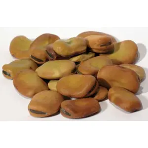 1 Lb Mojo Wish Beans (Vicia faba)