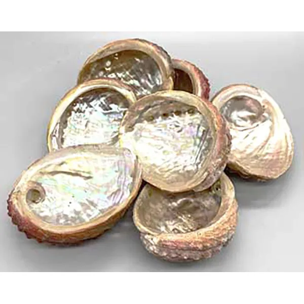 3-4" Abalone Shell incense burner