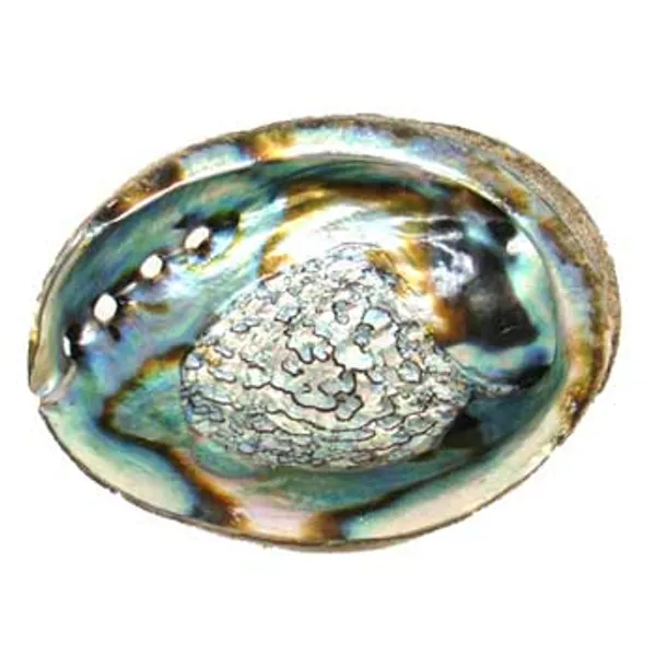 3" - 4" Abalone Shell incense burner