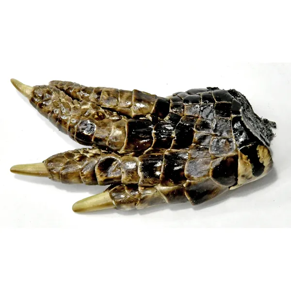 Alligator Feet small