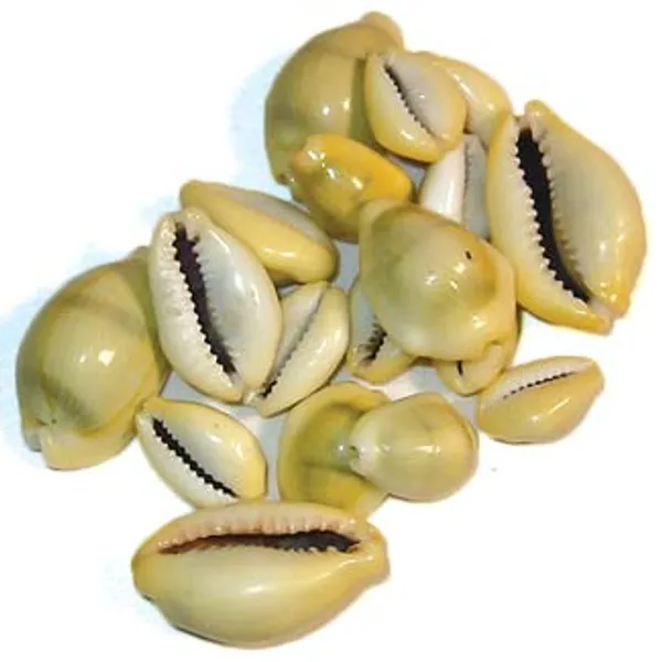 Cowrie Shells 18 pcs