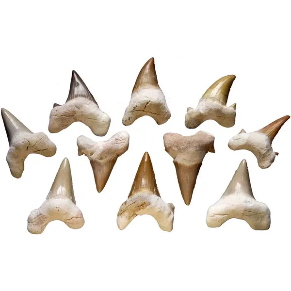 Shark Teeth